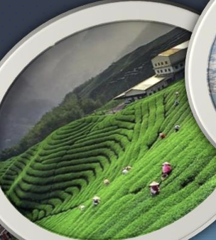 Workers picking leaves on a steep Darjeeling tea garden